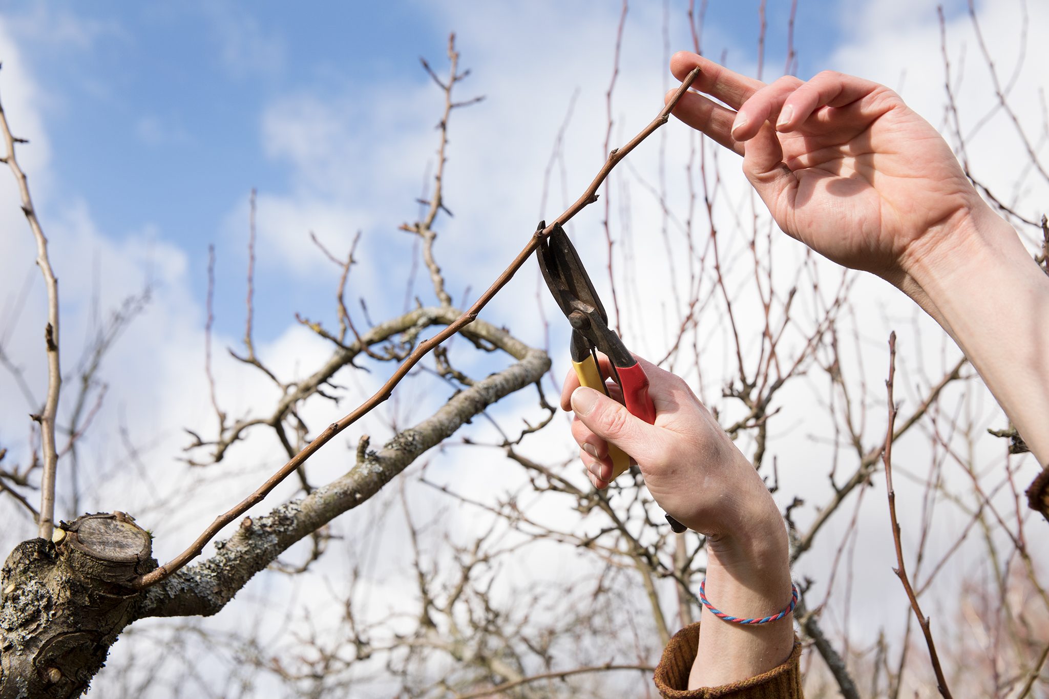 Pruning