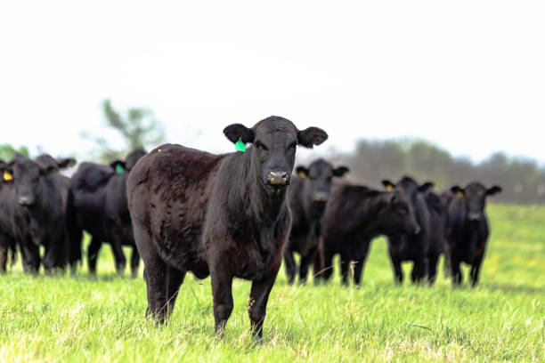 Cattle in Field